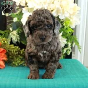 Fireball, Miniature Poodle Puppy