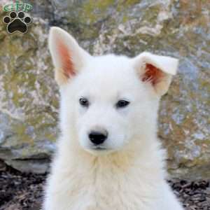 Fireball, German Shepherd Puppy