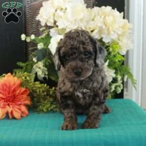 Fireball, Miniature Poodle Puppy