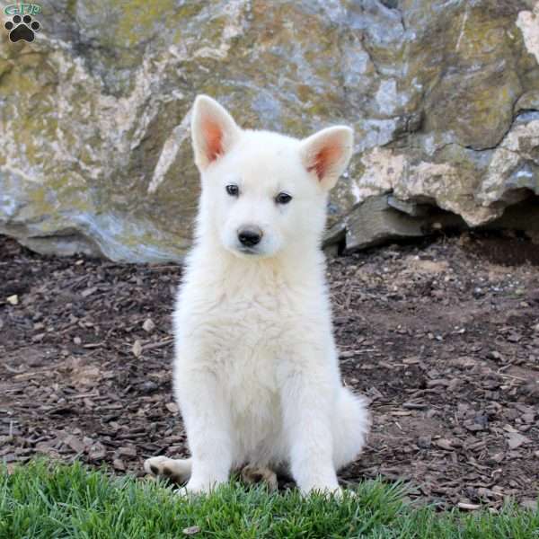 Fizz, German Shepherd Puppy