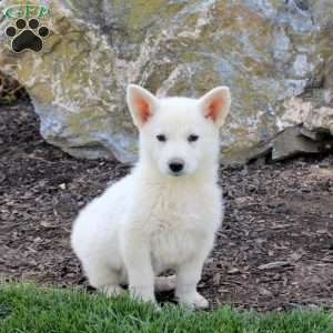 Fizz, German Shepherd Puppy