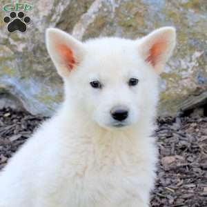 Fizz, German Shepherd Puppy