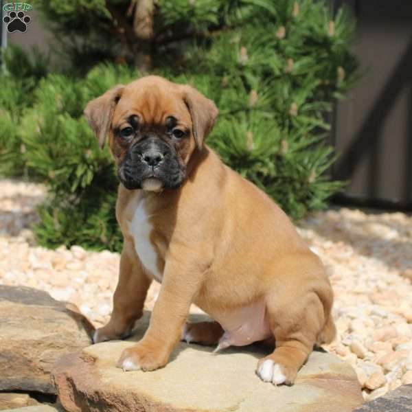 Fletcher, Boxer Puppy