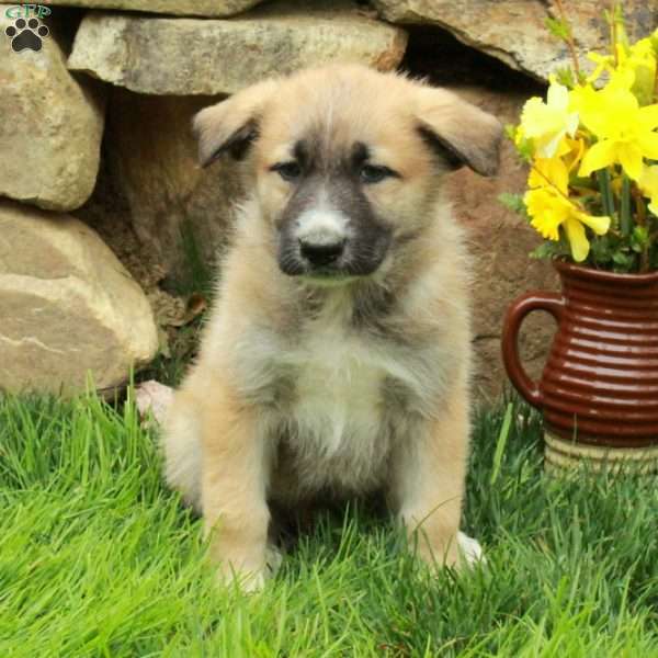 Fletcher, German Shepherd Mix Puppy