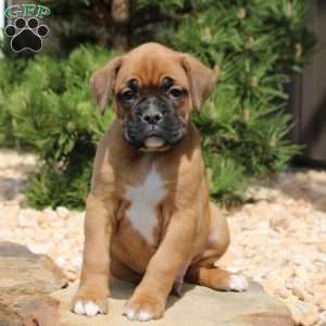 Fletcher, Boxer Puppy