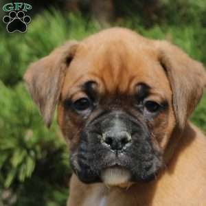 Fletcher, Boxer Puppy