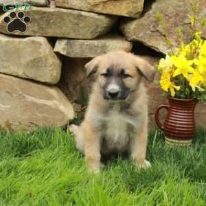 Fletcher, German Shepherd Mix Puppy