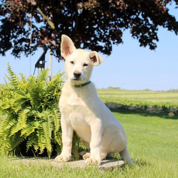 Flint, German Shepherd Puppy