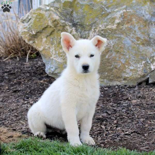 Flint, German Shepherd Puppy