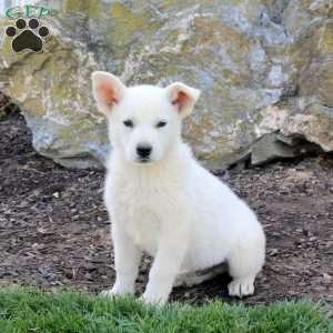 Flint, German Shepherd Puppy