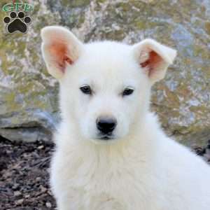 Flint, German Shepherd Puppy