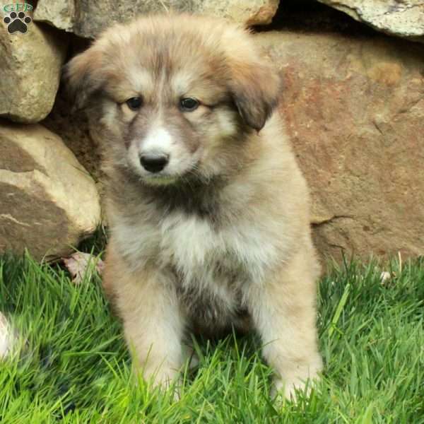 Flora, German Shepherd Mix Puppy