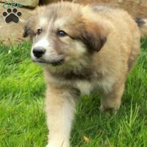 Flora, German Shepherd Mix Puppy