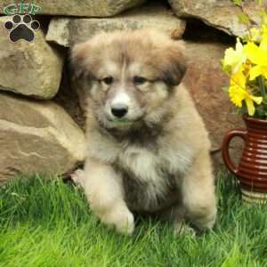 Flora, German Shepherd Mix Puppy