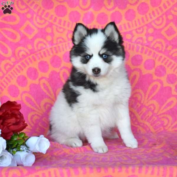 Flossy, Pomsky Puppy