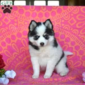 Flossy, Pomsky Puppy