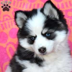 Flossy, Pomsky Puppy