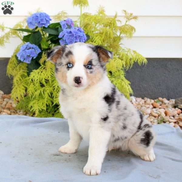 Fluffy, Australian Shepherd Puppy