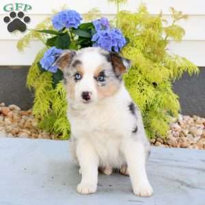 Fluffy, Australian Shepherd Puppy