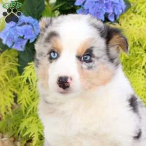 Fluffy, Australian Shepherd Puppy