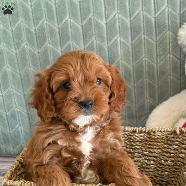 Fluffy, Cavapoo Puppy