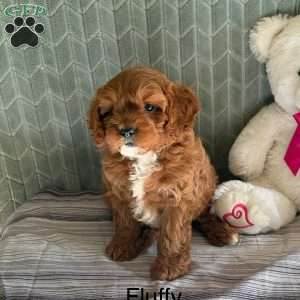 Fluffy, Cavapoo Puppy