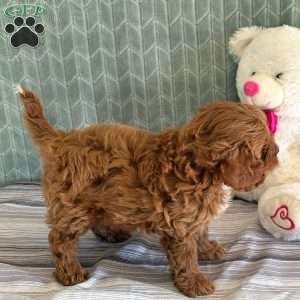 Fluffy, Cavapoo Puppy
