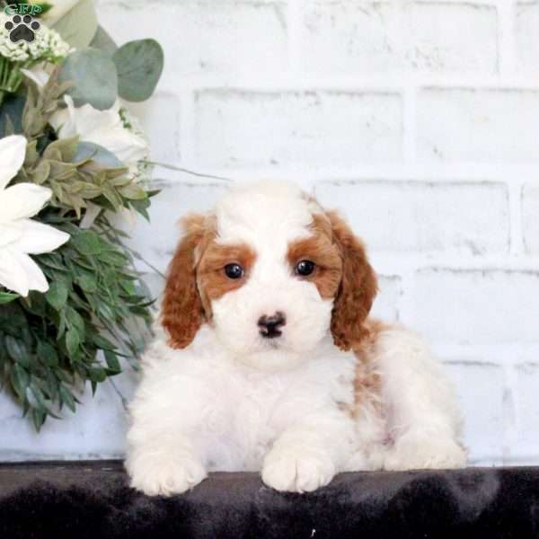 Flyn, Mini Goldendoodle Puppy