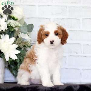 Flyn, Mini Goldendoodle Puppy