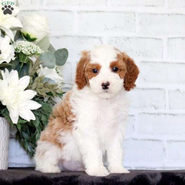 Flyn, Mini Goldendoodle Puppy