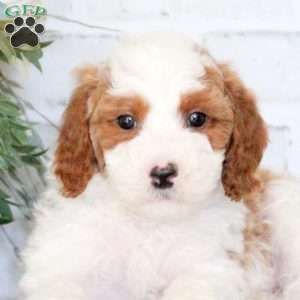 Flyn, Mini Goldendoodle Puppy