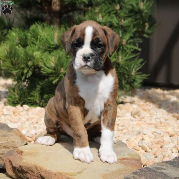 Forrest, Boxer Puppy