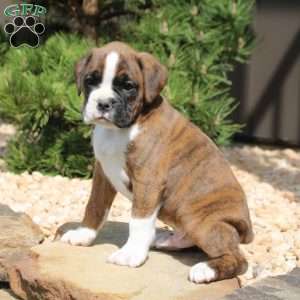 Forrest, Boxer Puppy