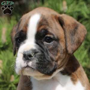 Forrest, Boxer Puppy