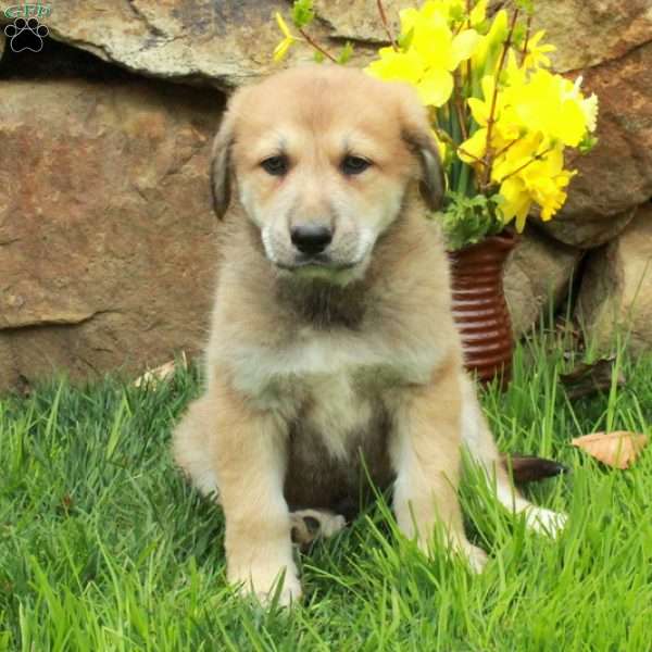 Fozzie, German Shepherd Mix Puppy