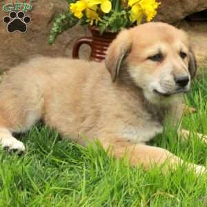 Fozzie, German Shepherd Mix Puppy