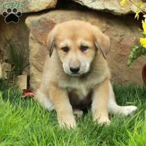 Fozzie, German Shepherd Mix Puppy