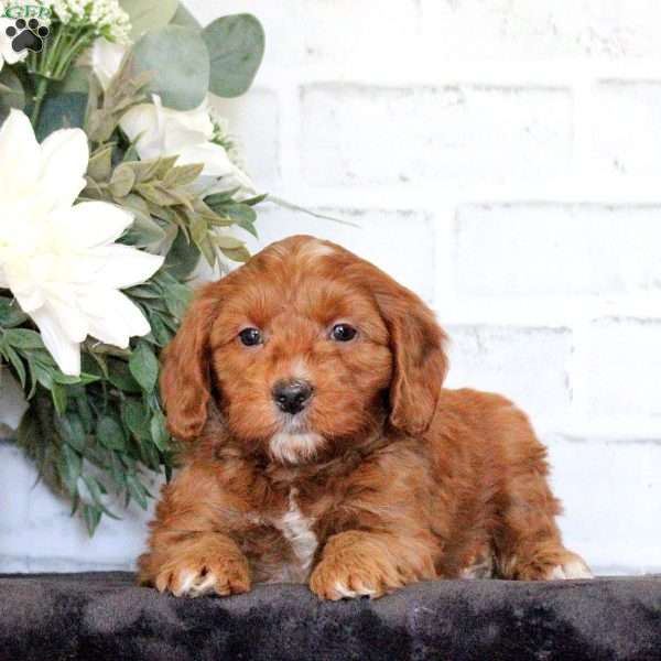 Franco, Mini Goldendoodle Puppy