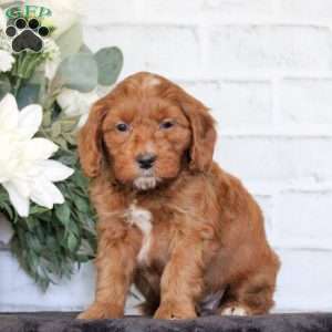 Franco, Mini Goldendoodle Puppy