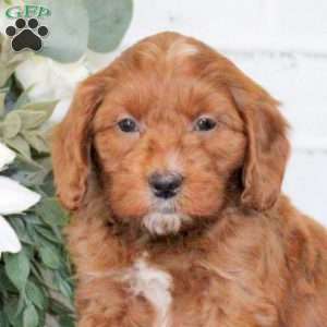 Franco, Mini Goldendoodle Puppy