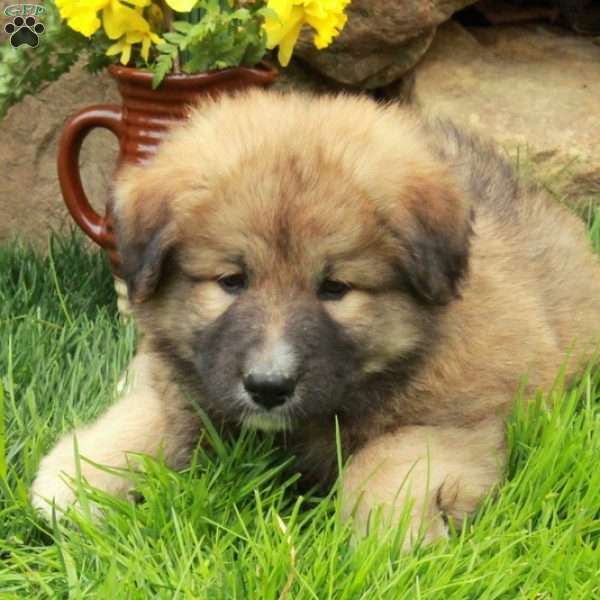 Frankie, German Shepherd Mix Puppy