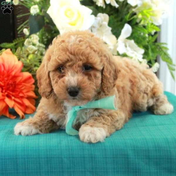 Frankie, Miniature Poodle Puppy