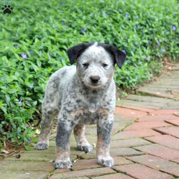 Frankie, Blue Heeler – Australian Cattle Dog Puppy
