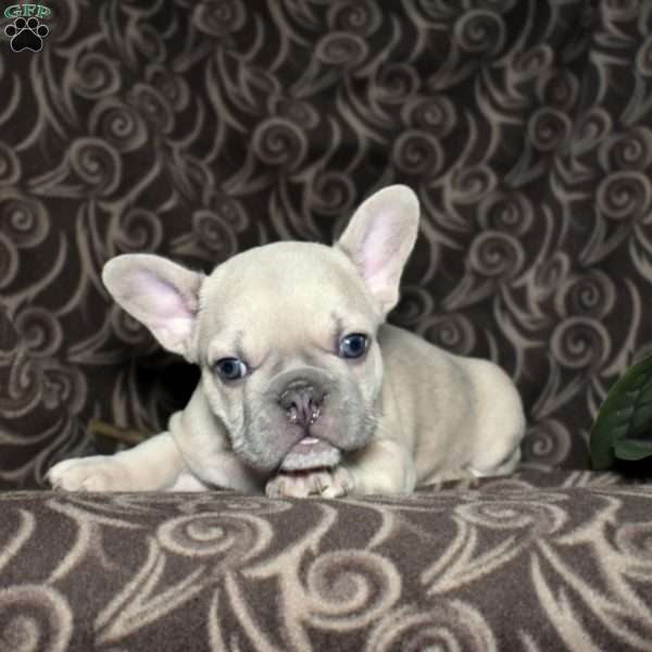 Frankie, French Bulldog Puppy
