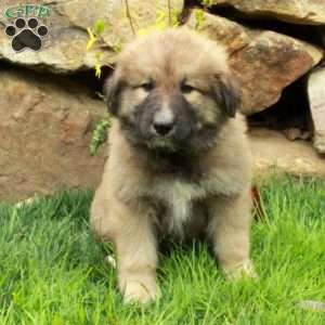 Frankie, German Shepherd Mix Puppy