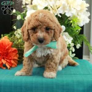 Frankie, Miniature Poodle Puppy
