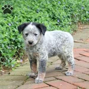 Frankie, Blue Heeler – Australian Cattle Dog Puppy