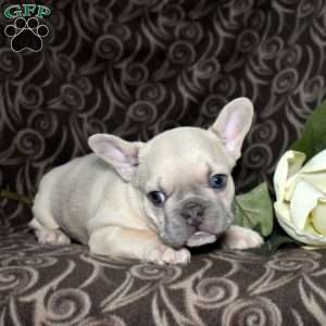 Frankie, French Bulldog Puppy