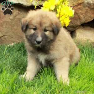 Frankie, German Shepherd Mix Puppy