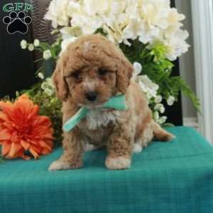 Frankie, Miniature Poodle Puppy